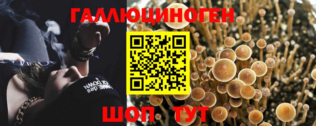 Псилоцибиновые грибы Cubensis  Вход с VPN  Белгород 